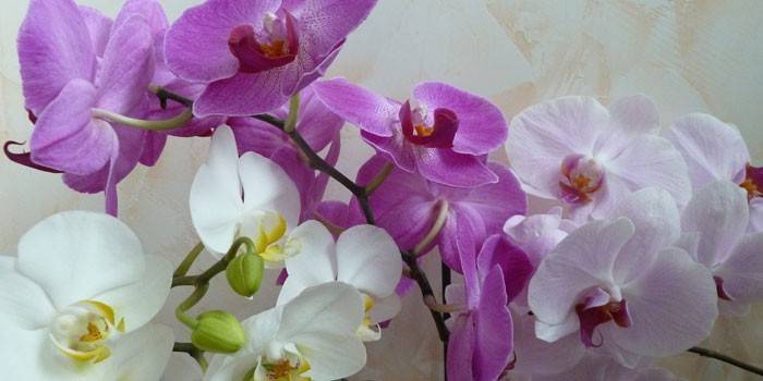  Kwiaty orchidei Phalaenopsis