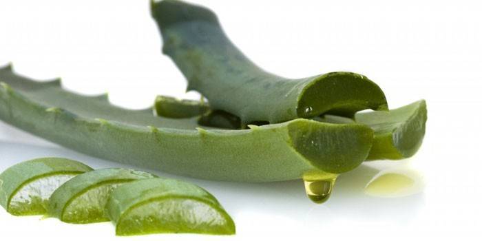 Aloe listy