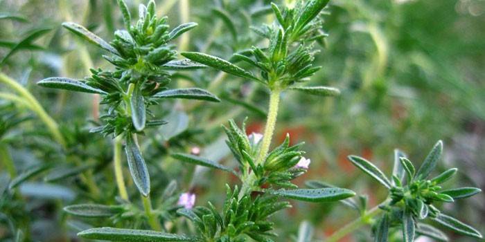 Planta salgada