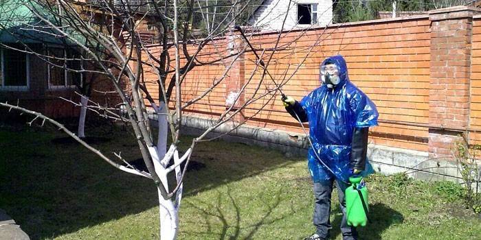 Mężczyzna posypuje drzewa niebieskim witriolem