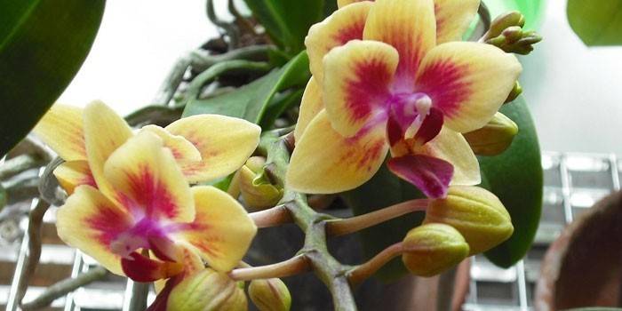 Kwitnąca orchidea