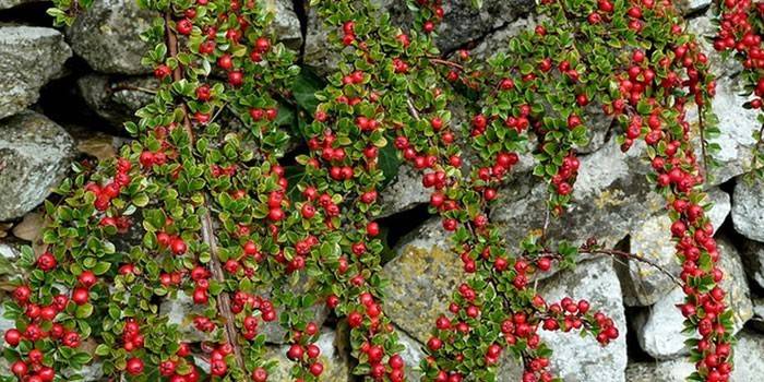 Cotoneaster cały na kamieniach
