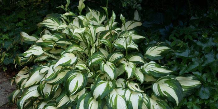 Záhrada zvlnená hosta
