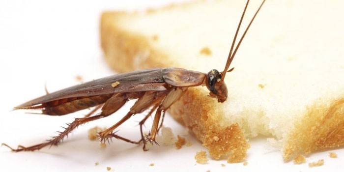Cucaracha y pan