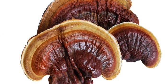 Huby Reishi