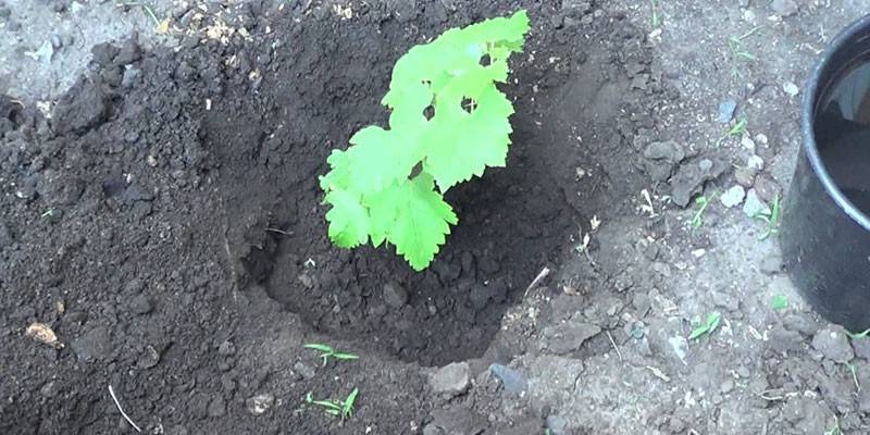 Hrozno na otvorenom teréne