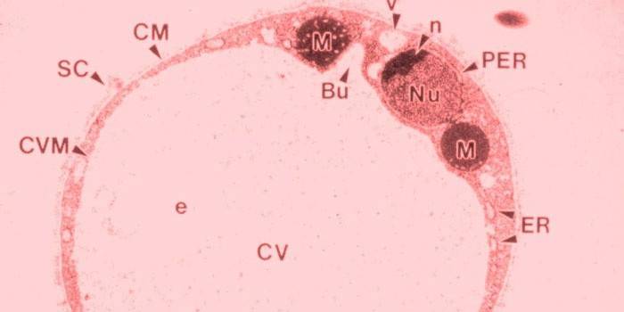 Blastocistos em esfregaços de fezes por microscopia eletrônica