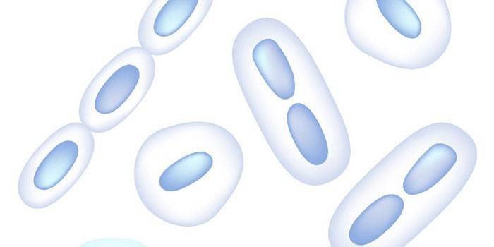 Baktérie Klebsiella