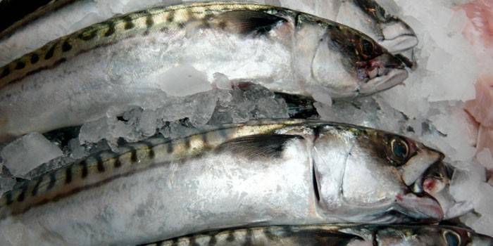 Cadáveres de pescado en hielo