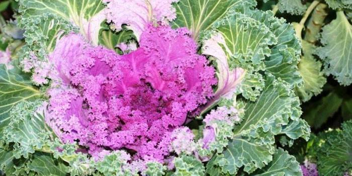 Kale col roja en el jardín