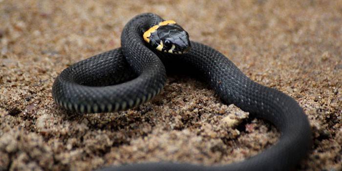 Cobra preta