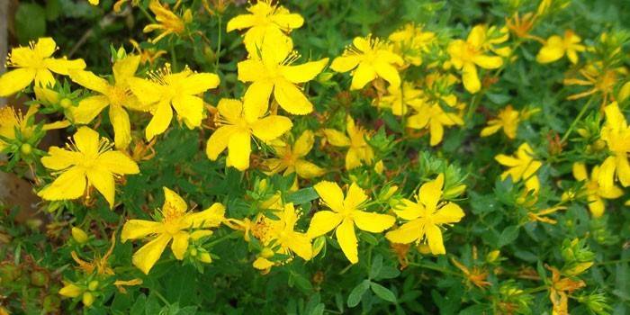 Kvitnúce hypericum