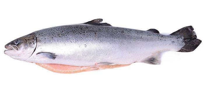 Peixe salmão