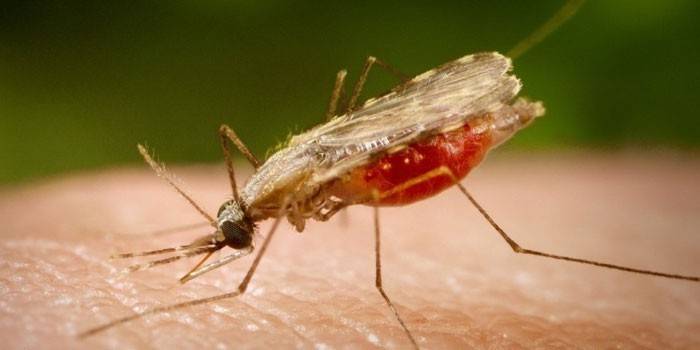 Mosquito da malária