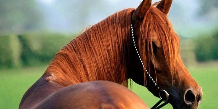 Um cavalo