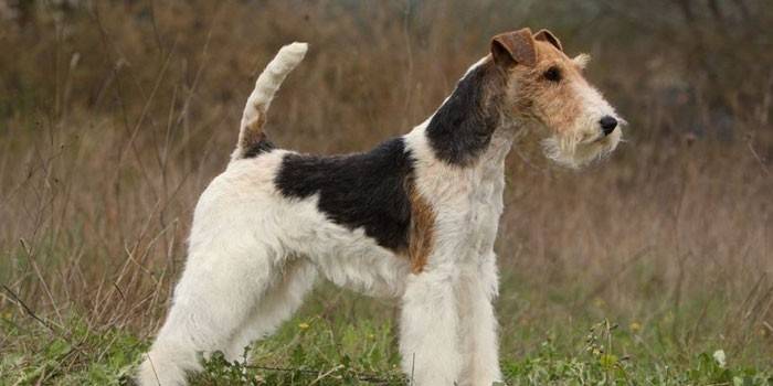 Drôtik Foxteriér