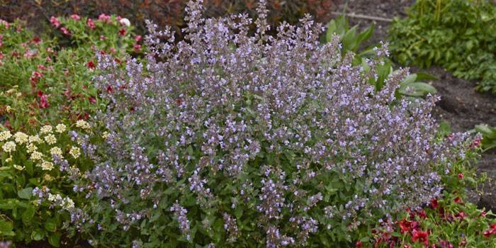 catnip