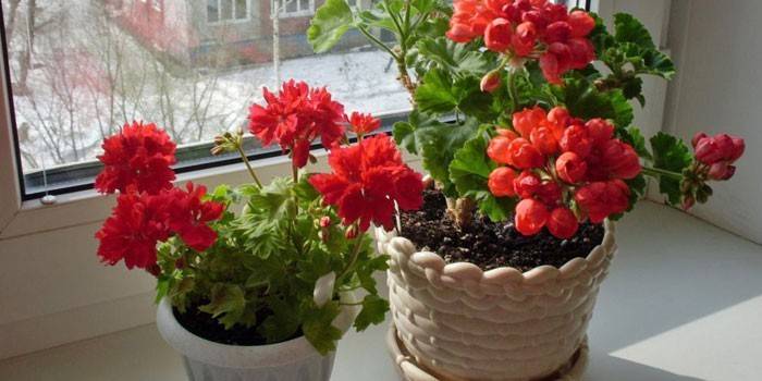 Doniczkowy geranium