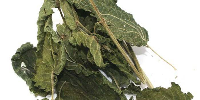 Hojas de ortiga seca