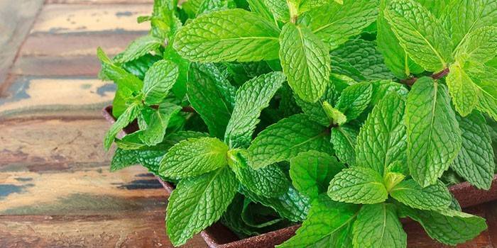 Menta en una olla