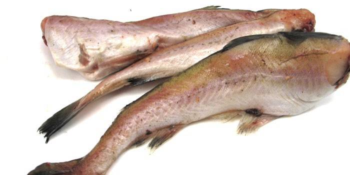 Ryba mintaja
