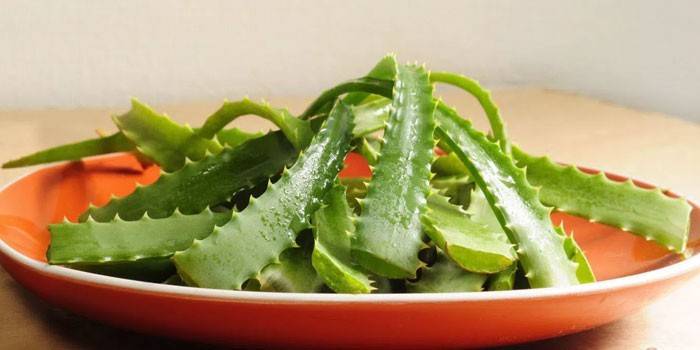 Aloe vera listy v doske