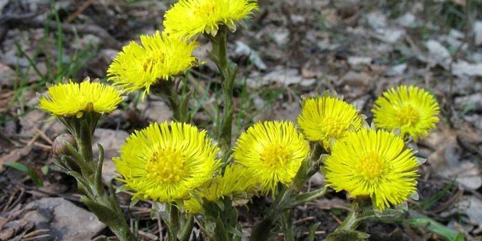 Blooming coltsfoot na floresta