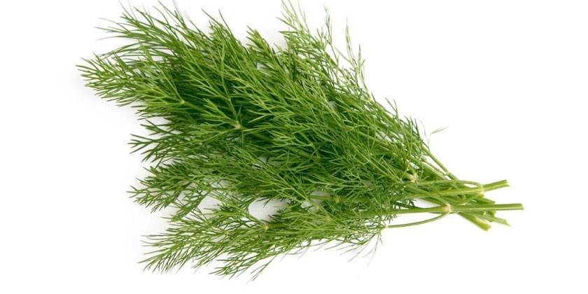 Ramas de eneldo