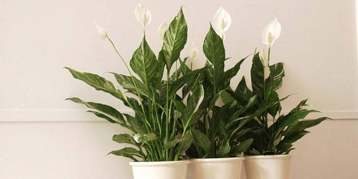 Spathiphyllum em vasos