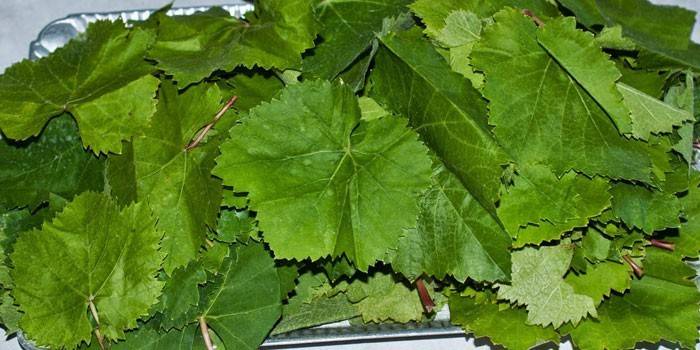 Świeże liście winogron