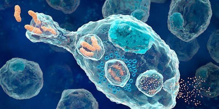 Micrófagos agrandados bajo un microscopio.