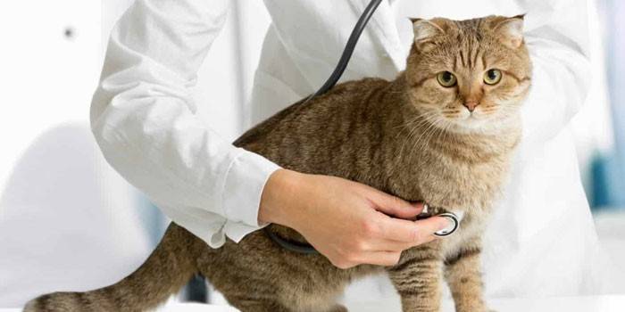 Mačka a veterinár