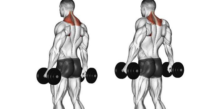 Trabalho muscular durante o exercício dumbbell shrugs