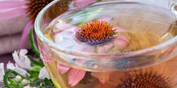 Infusão de água de Echinacea em um copo