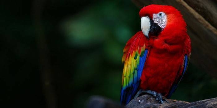 Guacamayo Loro Rojo