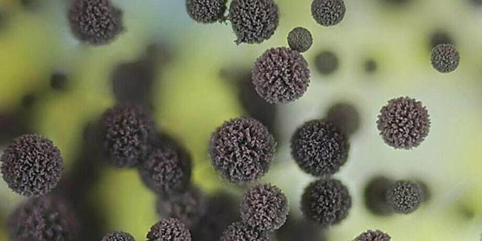 Cladosporium herbarum grzyb pod mikroskopem