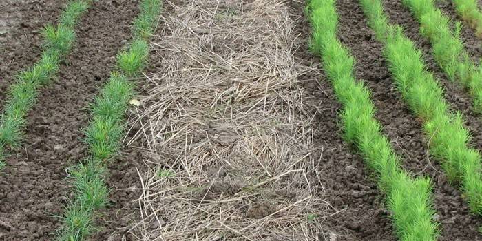 Mulching la tierra