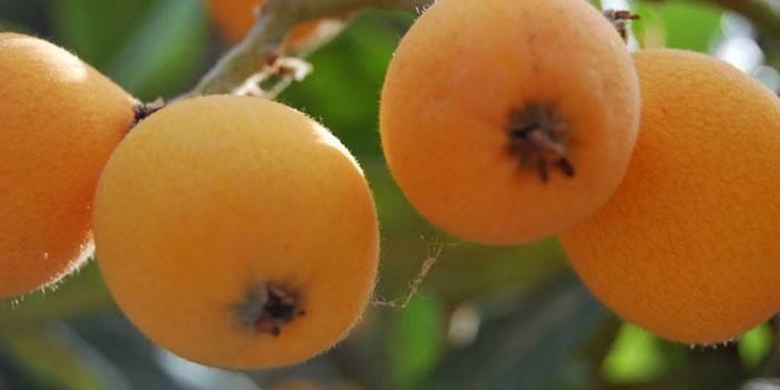 Fruta madura en un árbol
