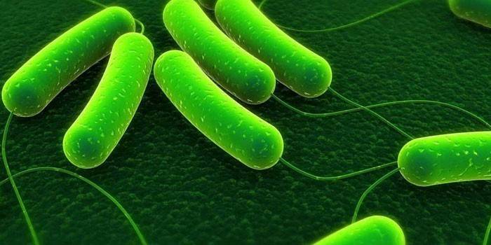 Bakterie Azotobacter pod dużym wzrostem