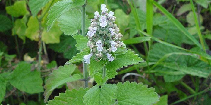 Rastlina Catnip