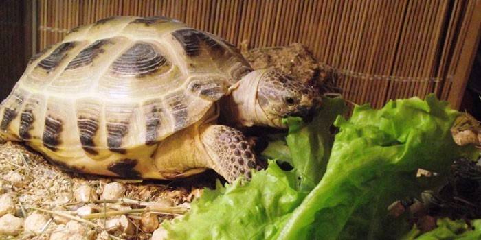 Terrário Terrapin
