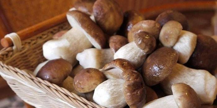Cogumelos porcini