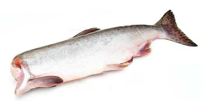 Salmón rosado congelado fresco