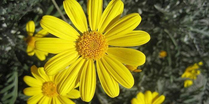 Blooming mountain arnica