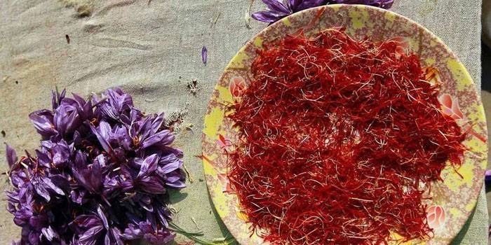 Flores de açafrão e seus estigmas