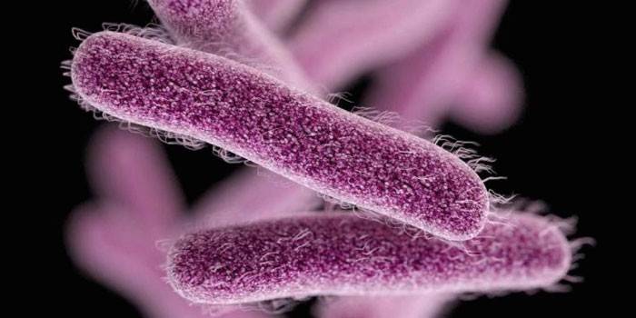 Escherichia coli bajo el microscopio.