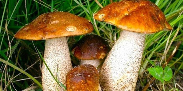 Brown ono rozrasta się w trawie