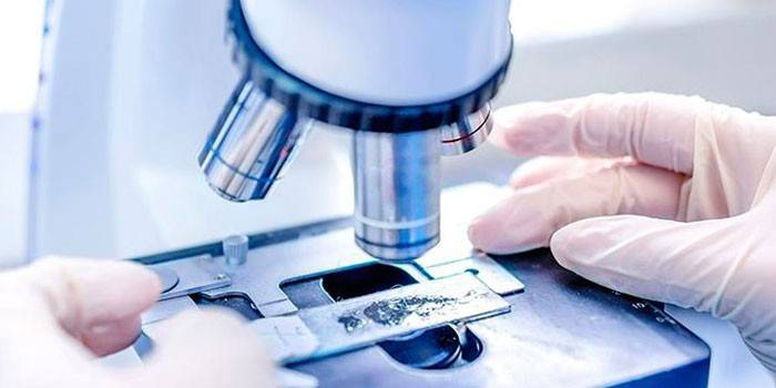 Microscopio