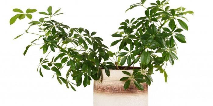 Drzewo Schefflera
