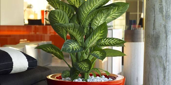 Dieffenbachia v hrnci